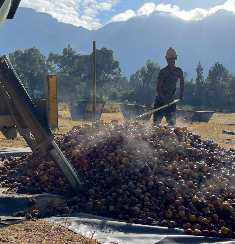 2000L 🪱 Living Compost - 🚚 Skip Delivery - 2 Cubes(m³) (SAVE R1130)